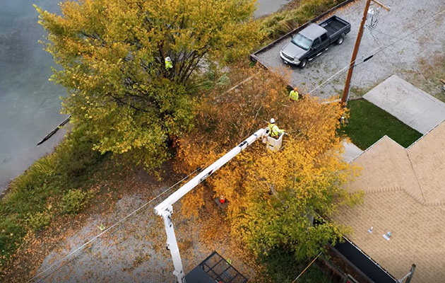 A tree trimming crew works on a tree near a power line
