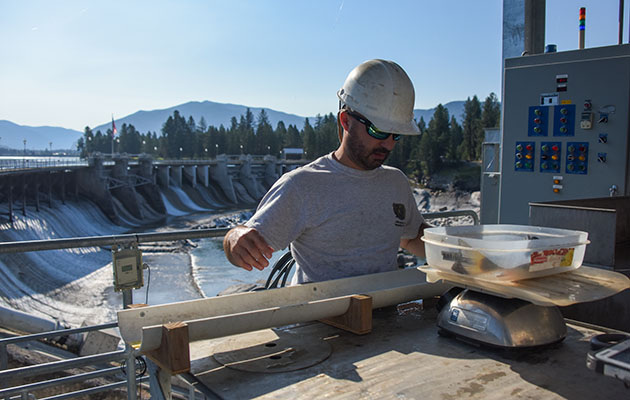 A Montana Fish, Wildlife and Parks employees weighs a fish at the Thompson Falls Fish ladder.