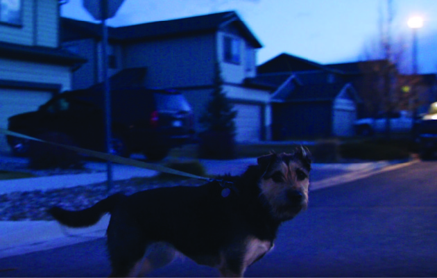 A dog walks on a street lit with an LED streetlight