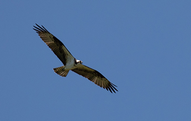 An osprey soars through the sky.